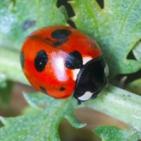 Coccinella magnifica