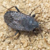 Gonianotus marginepunctatus