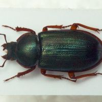 Platycerus caraboides