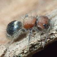 Myrmilla caucasica
