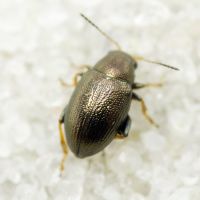 Chaetocnema hortensis