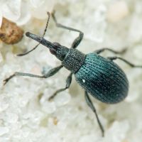 Cyanapion columbinum