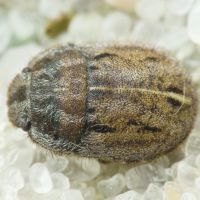 Odontoscelis (Odontoscelis) lineola