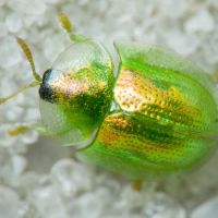 Cassida (Mionycha) margaritacea