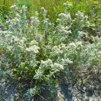 Teucrium polium