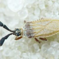 Copium teucrii