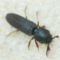 Melasis buprestoides