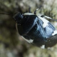 Tritomegas sexmaculatus