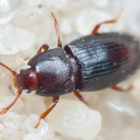 Cerylon histeroides