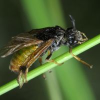 Argidae
