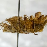 Phyllomorpha laciniata