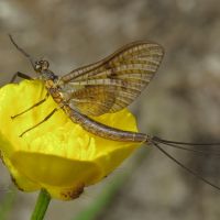 Ephemeroptera