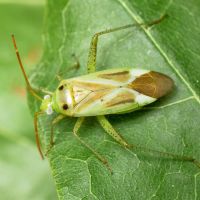 Adelphocoris lineolatus