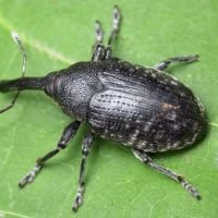 Larinus (Phyllonomeus) sturnus