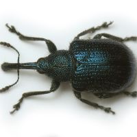 Involvulus (Teretriorhynchites) pubescens