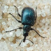Neocoenorrhinus pauxillus