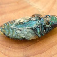 Chrysobothris affinis affinis