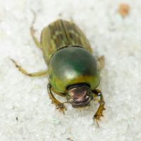 Euoniticellus fulvus