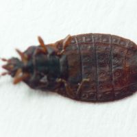 Aneurus (Aneurus) laevis