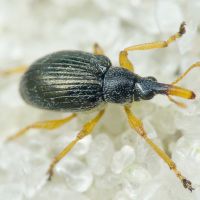 Pseudapion rufirostre