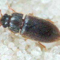 Biphyllus frater