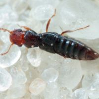Euaesthetus ruficapillus