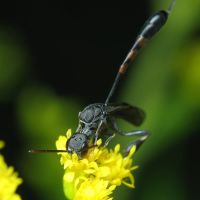 Gasteruption assectator