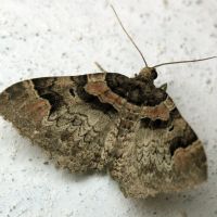 Catarhoe rubidata