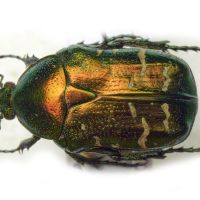 Cetonia aurata pallida