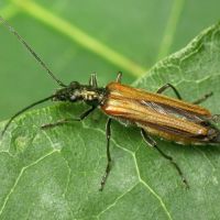 Oedemera femorata