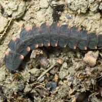 Lampyris noctiluca