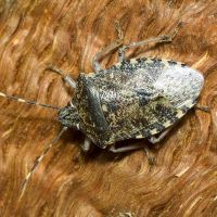 Rhaphigaster nebulosa