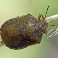 Eurygaster testudinaria