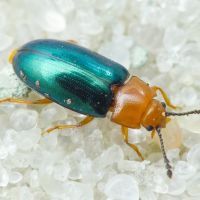 Triplax aenea