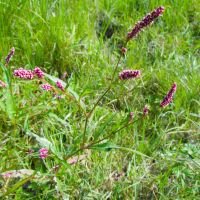 Persicaria maculosa