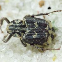 Valgus hemipterus