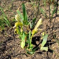 Iris pumila