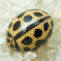 Tytthaspis sedecimpunctata