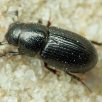 Liothorax plagiatus