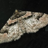 Catarhoe rubidata