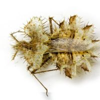 Phyllomorpha laciniata