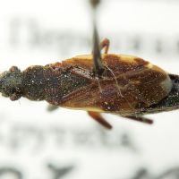 Ligyrocoris sylvestris