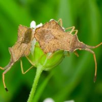 Syromastus rhombeus