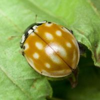 Anatis ocellata