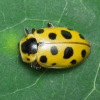 Hippodamia tredecimpunctata