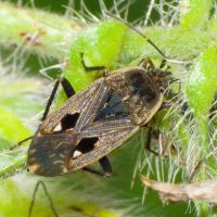 Graptopeltus lynceus
