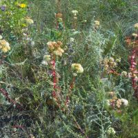 Hylotelephium maximum