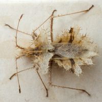 Phyllomorpha laciniata