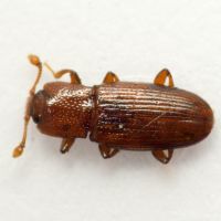 Cerylon ferrugineum