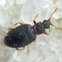Latridius consimilis